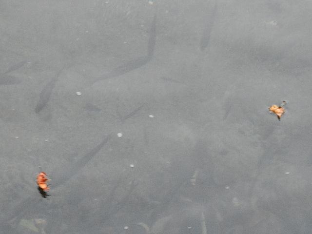 雑魚の群れ