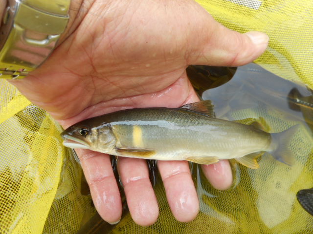 19cm
