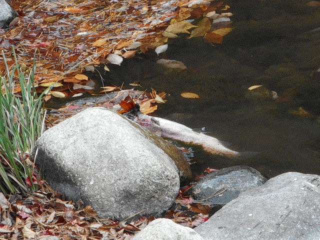 大物50cm
