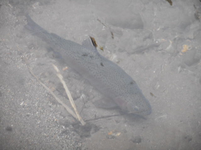 魚