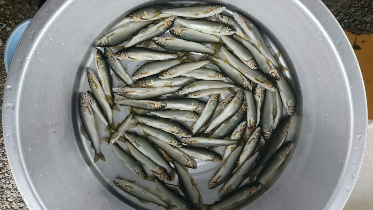7月7日の釣果