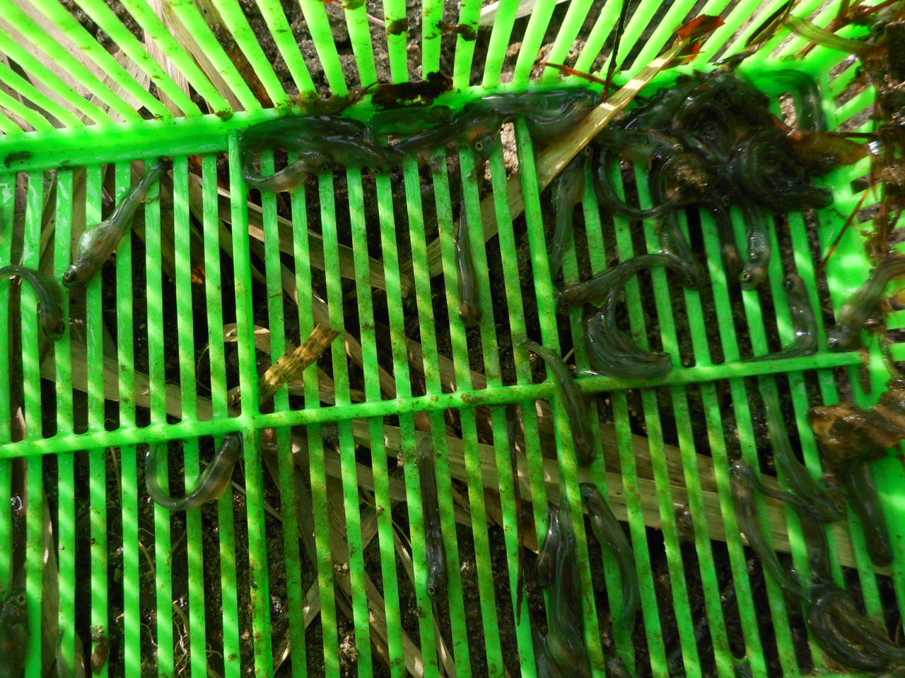 稚魚