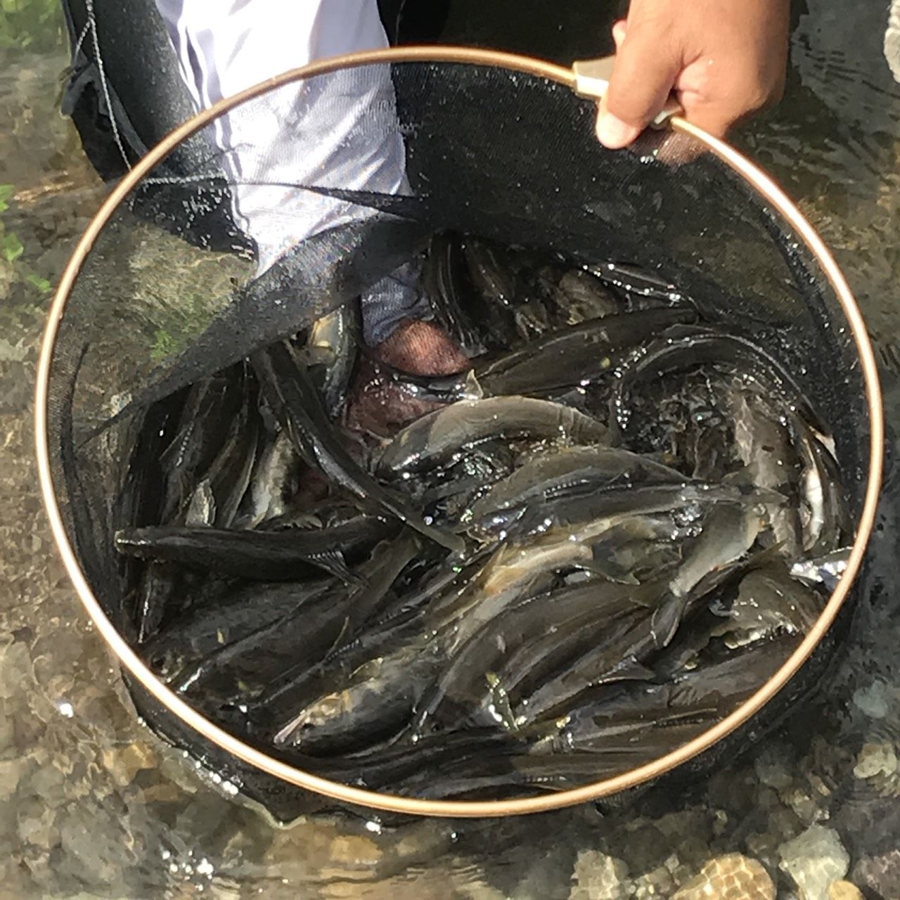 全員の釣果