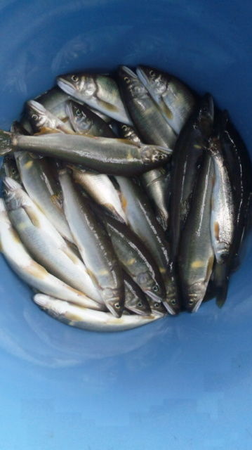 7月8日釣果
