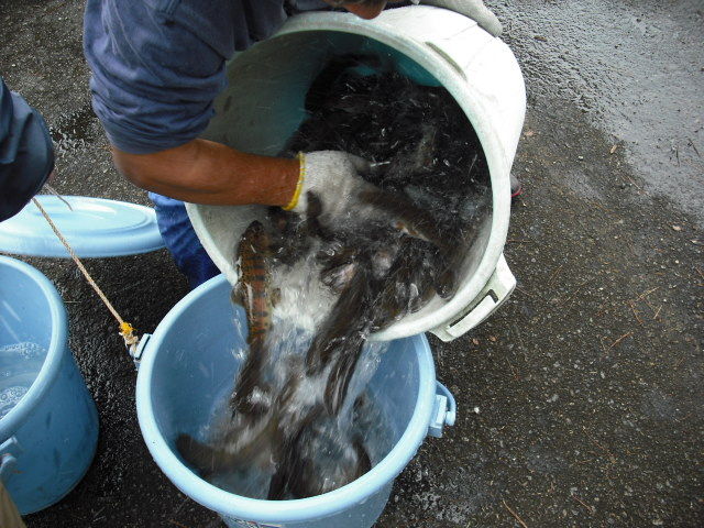魚ん