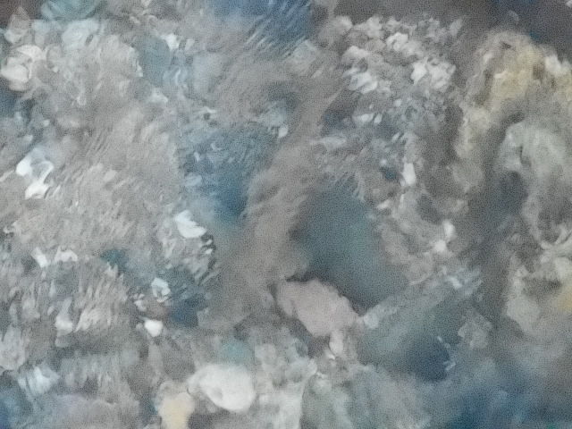 ヤマメ
