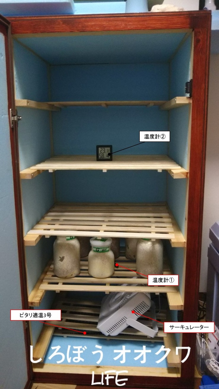 自作温室実際