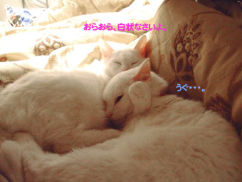 ¤¢¤ó¤¿¤¬ÈȿͤǤ·¤ç¡ª