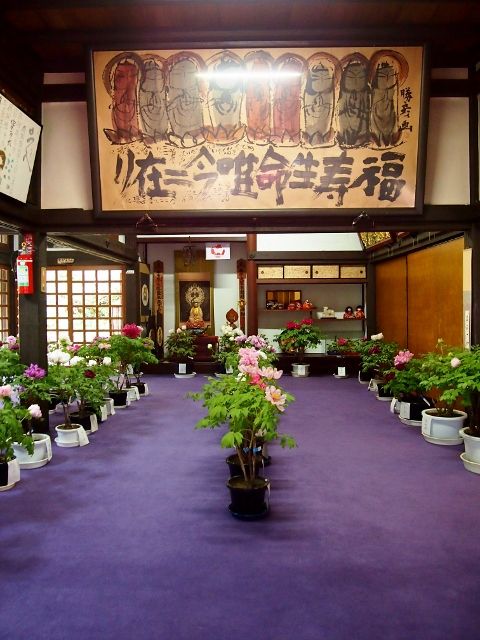 P1196208 (480x640)