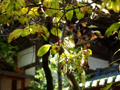 PB163487 (640x480)