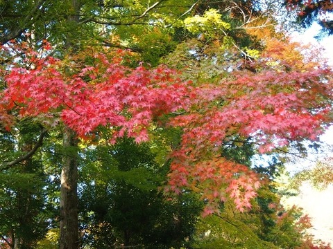 PB129486 (640x480)