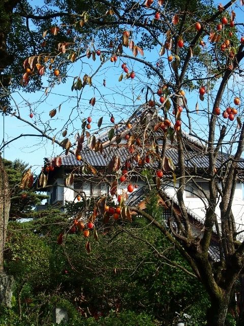 PB163498 (640x480)
