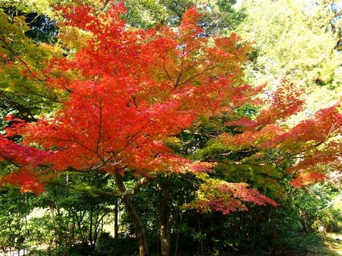 PB129556 (640x480)