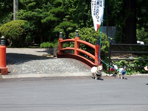P6284627 (640x480)