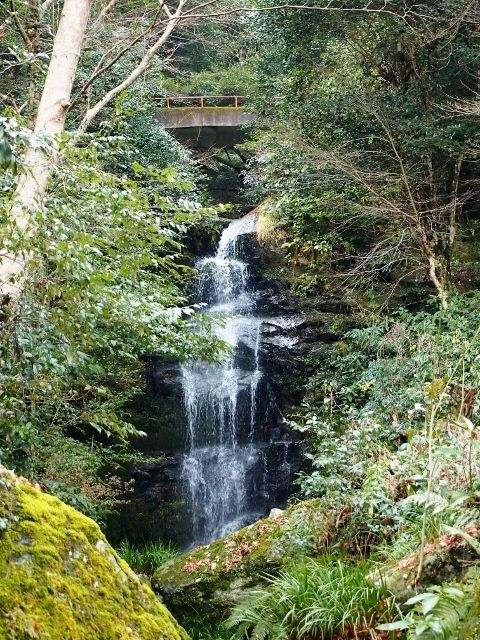 P1196176 (640x480)