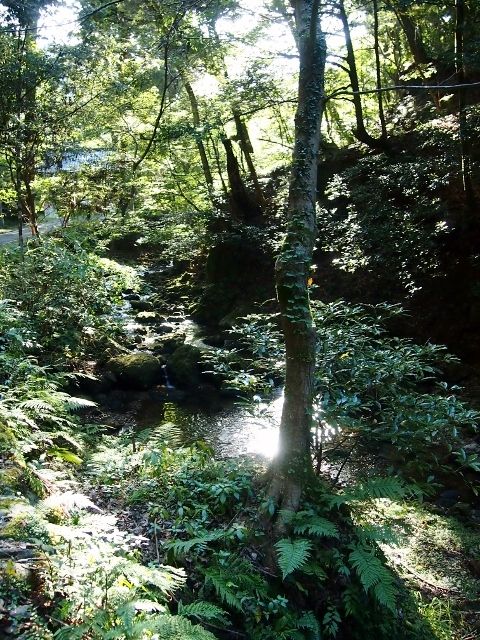 PA157611 (640x480)