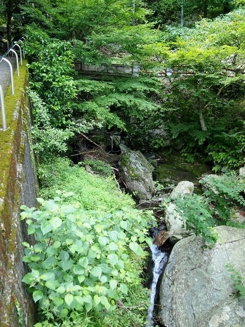 P6284651 (640x480)