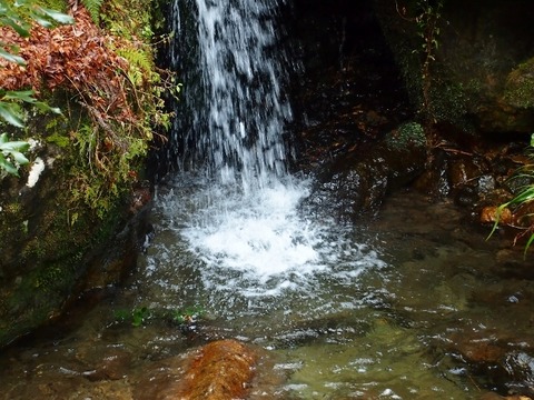 P1196179 (640x480)