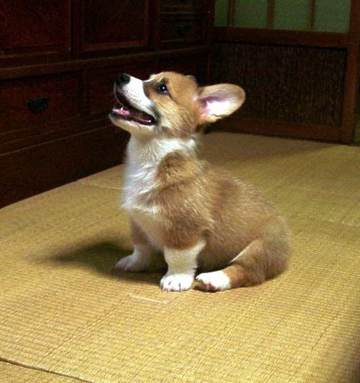 シル