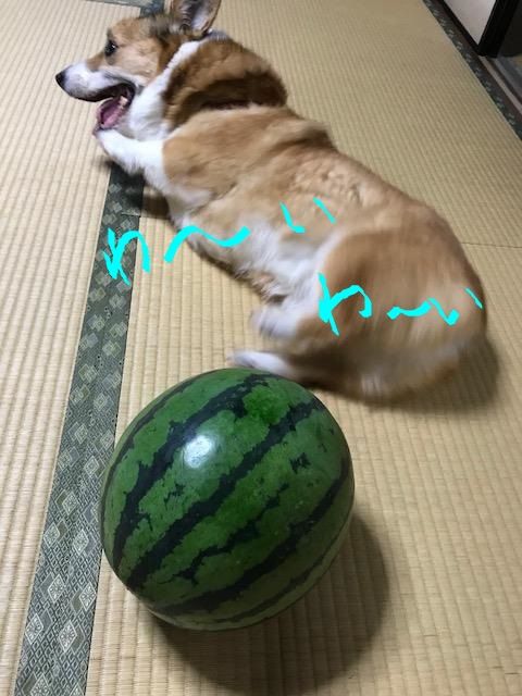 シルとスイカ