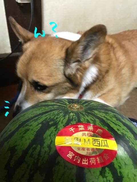 ¥¹¥¤¥«¤È¥·¥ë2