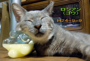 H24-9-9gou