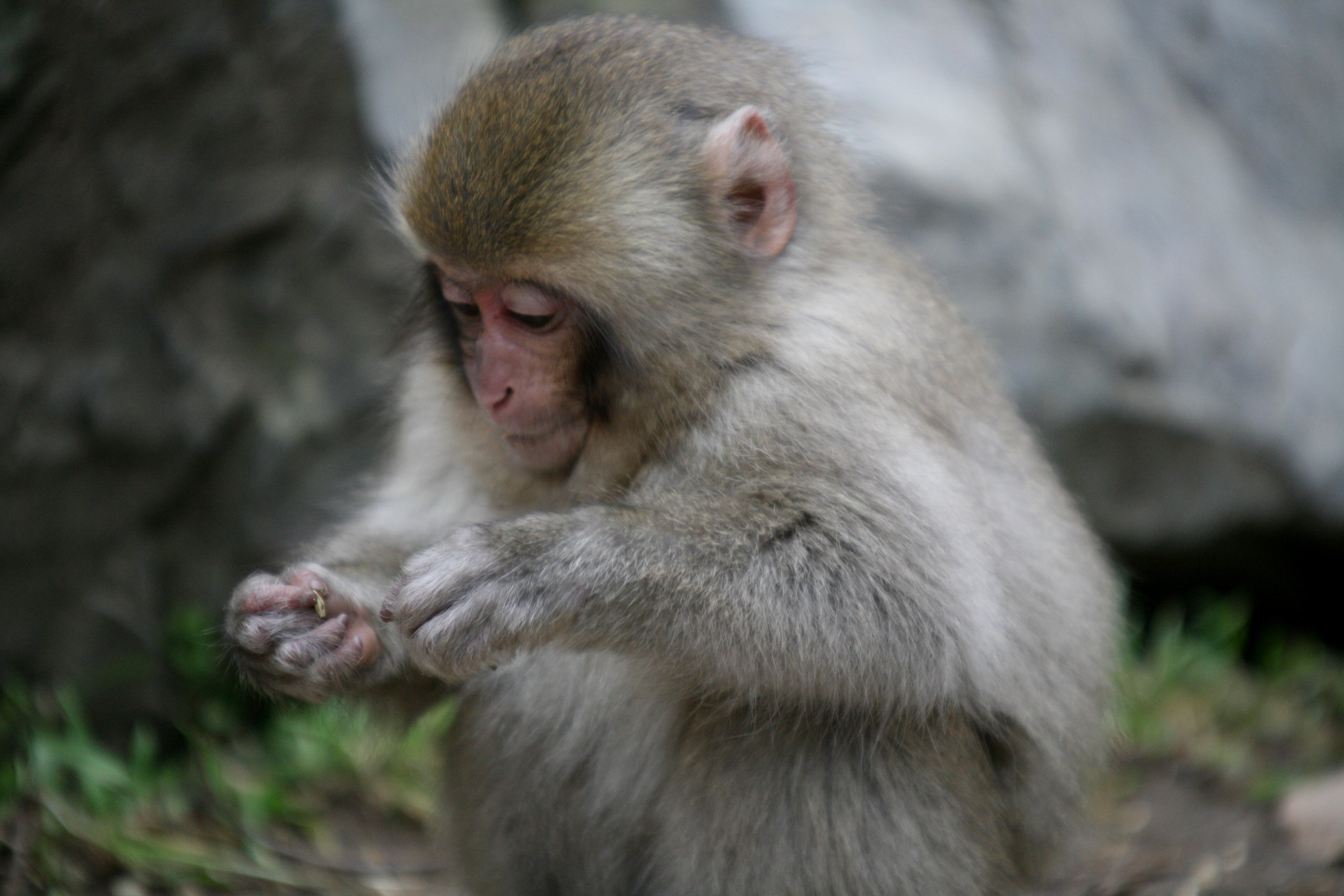 子猿 高画質 お猿の写真集 高解像度0万画素以上 Dl ダウンロード可能 Naver まとめ