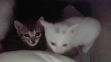 koneko