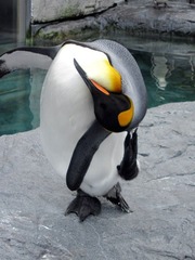 キングペンギン