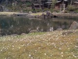 神池@靖国神社