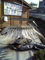 一夜干しイカ