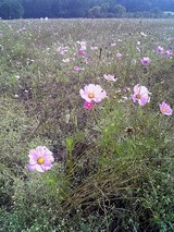 コスモス@花の都公園