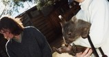 Baby Wombat at Wild Life Park in Tasmania