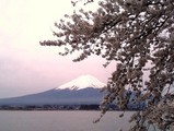 富士山と桜@河口湖