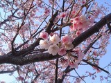 桜@親水公園