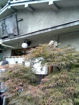 並木藪店先の草木