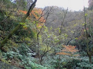 箱根国道1号線沿いの紅葉風景