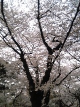 満開桜@靖国神社