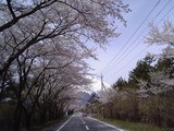桜並木と富士山@富士スカイライン