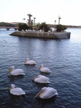 ときわ公園ペリカン島