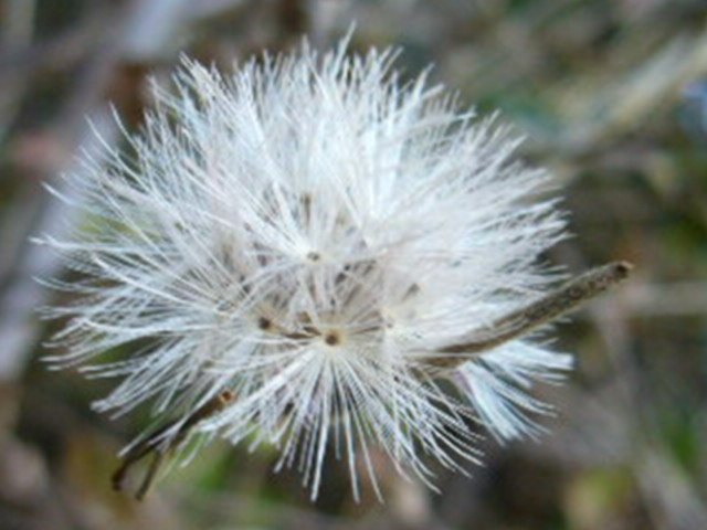Çò