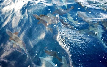 鯛の浦不思議の鯛