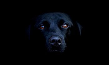 perros1427