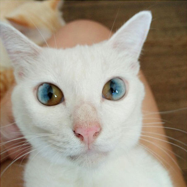 cat-eyes-different-colors-heterochromia-111