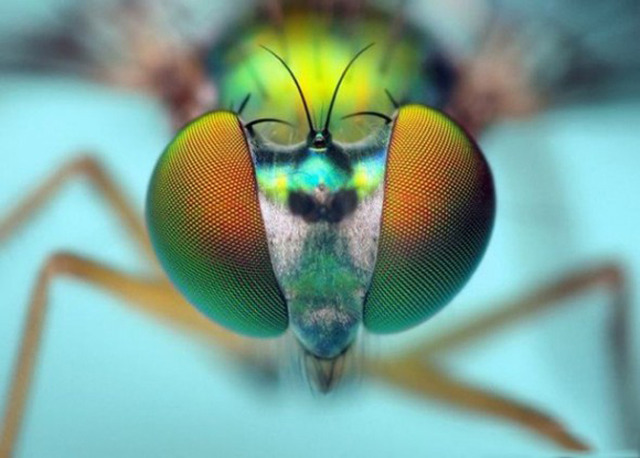 Eyes-of-Bugs-