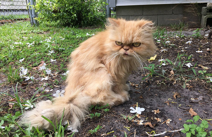 grumpy cat-adopted-ginger-garfield-16