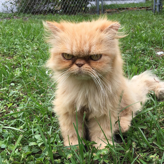grumpy cat-adopted-ginger-garfield-4