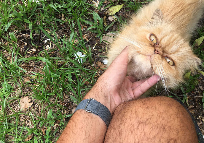 grumpy cat-adopted-ginger-garfield-18