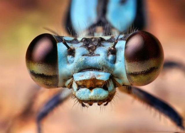 Eyes-of-Bugs-3