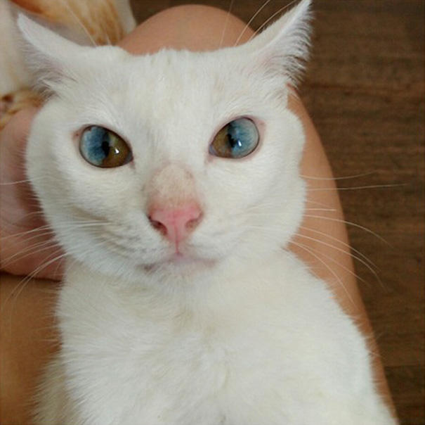 cat-eyes-different-colors-heterochromia-82